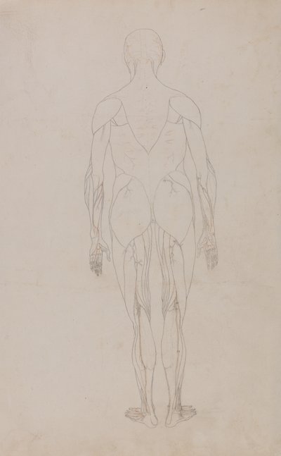 Studie der menschlichen Figur, Rückansicht, aus Ein vergleichendes anatomisches Exposé der Struktur des menschlichen Körpers mit dem eines Tigers und eines gewöhnlichen Huhns von George Stubbs
