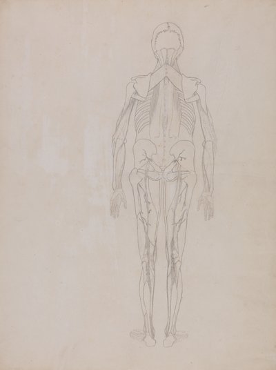 Studie der menschlichen Figur, Rückansicht, aus Ein vergleichendes anatomisches Exposé der Struktur des menschlichen Körpers mit dem eines Tigers und eines gewöhnlichen Huhns von George Stubbs