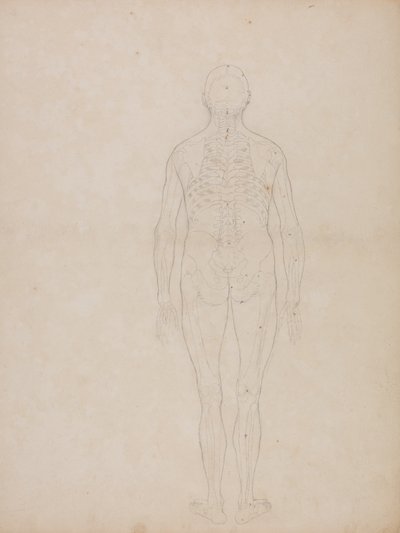 Studie der menschlichen Figur, Rückansicht, aus Ein vergleichendes anatomisches Exposé der Struktur des menschlichen Körpers mit dem eines Tigers und eines gewöhnlichen Huhns von George Stubbs