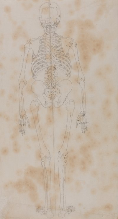 Studie der menschlichen Figur, Rückansicht, aus Ein vergleichendes anatomisches Exposé der Struktur des menschlichen Körpers mit dem eines Tigers und eines gewöhnlichen Huhns von George Stubbs