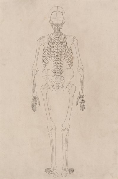 Studie der menschlichen Figur, Rückansicht, aus Einem Vergleichenden Anatomischen Exposé der Struktur des menschlichen Körpers mit dem eines Tigers und eines gewöhnlichen Huhns, ca. 1795-1806 von George Stubbs