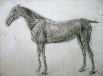 Studie der Muskeln: Ecorche-Zeichnung von der Flanke gesehen, aus der 13. Anatomischen Tafel, aus der Anatomie des Pferdes, 1766 von George Stubbs