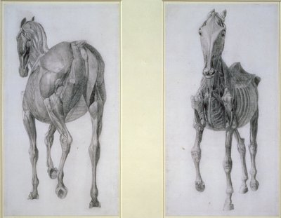 Studie der Muskeln: Vorder- und Rückansicht, aus der 13. Anatomischen Tafel, aus der Anatomie des Pferdes, 1766 von George Stubbs