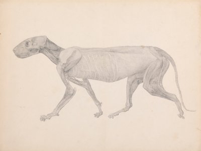 Tigerkörper, Seitenansicht (Fertige Zeichnung für unveröffentlichte Tabelle; zeigt die dritte Stufe der Dissektion) von George Stubbs