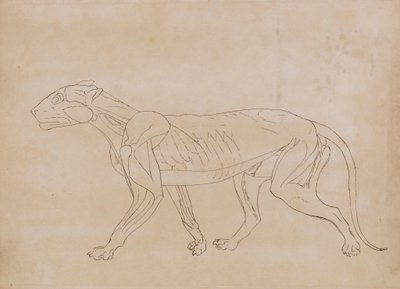 Tigerkörper, Seitenansicht (Umrisszeichnung für eine Schlüsselfigur) von George Stubbs