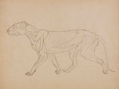 Tigerkörper, Seitenansicht (Wahrscheinlich als Grundlage für eine Schlüsselfigur erstellt) von George Stubbs