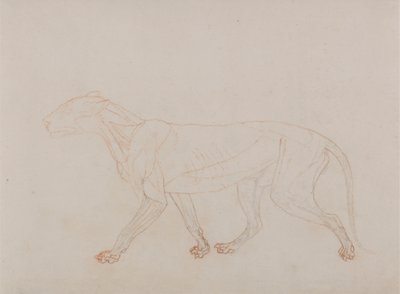 Tigerkörper, Seitenansicht (zeigt das dritte Stadium der Dissektion) von George Stubbs