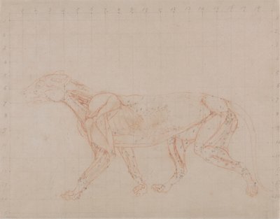 Tigerkörper, Seitenansicht (Studie des vierten Stadiums der Dissektion, die die tieferen Muskeln zeigt) von George Stubbs