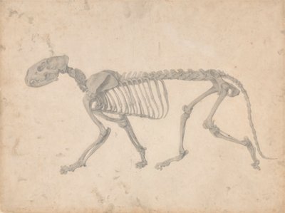 Tigerskelett, Seitenansicht von George Stubbs