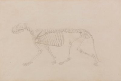 Tigerskelett, seitliche Ansicht (hochfertige Studie für Tabelle IV) von George Stubbs