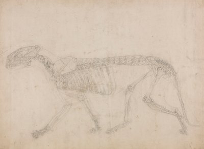 Tigerskelett, Seitenansicht (Wahrscheinlich die Hauptstudie des Skeletts) von George Stubbs