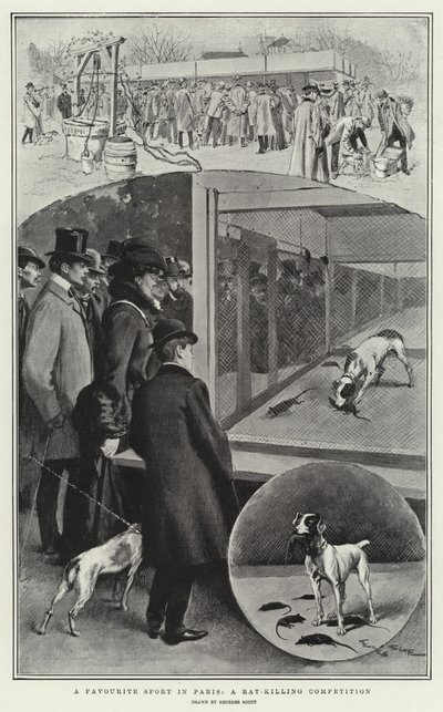 Ein beliebter Sport in Paris, ein Ratten-Tötungswettbewerb von Georges Bertin Scott