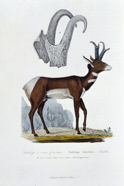 Naturgeschichtstafel: Zoologische Tafel darstellend die Geißelantilope; Furcifer Antelope, Smith. a. Die Hörner in ihrer gesamten Entwicklung - in „Gesammelte Werke von Buffon“ von Naturforscher Georges Louis Leclerc, Graf von Buffon (1707-1788). Gravur. von Georges Louis Leclerc