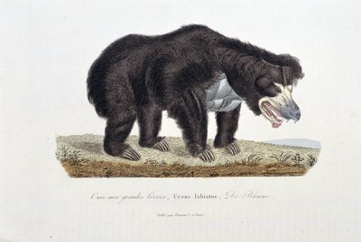 Naturgeschichtstafel: Zoologische Tafel, die den Lippenbären darstellt, Ursus labiatus, De Blainville - in „Complete Works of Buffon“ von Naturforscher Georges Louis Leclerc, Graf von Buffon (1707-1788). Gravur von 1837 von Georges Louis Leclerc