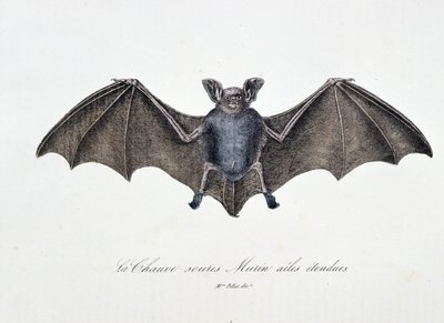 Naturgeschichtliche Tafel: Zoologische Tafel, die die Fledermaus Murin mit ausgebreiteten Flügeln darstellt - in "Gesammelte Werke von Buffon" von Naturforscher Georges Louis Leclerc, Graf von Buffon (1707-1788). Gravur von 1837. von Georges Louis Leclerc