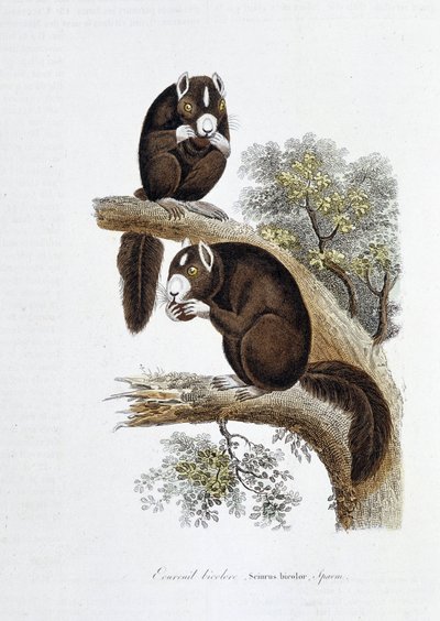 Naturgeschichtliche Tafel: Zoologische Tafel, die das Zweifarbige Eichhörnchen (Sciurus bicolor) darstellt - in „Gesammelte Werke von Buffon“ von Naturforscher Georges Louis Leclerc, Graf von Buffon (1707 - 1788). Gravur von 1837 von Georges Louis Leclerc