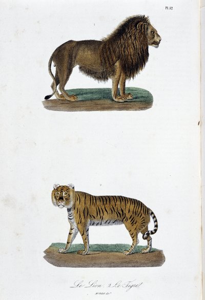 Naturgeschichte Tafel: Zoologische Tafel, die den Löwen und den Tiger darstellt - in „Komplettes von Buffon“ von Naturforscher Georges Louis Leclerc, Graf von Buffon. Gravur von 1837 von Georges Louis Leclerc