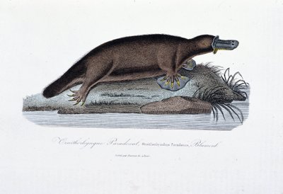 Naturgeschichtstafel: Zoologische Tafel darstellend das Schnabeltier (Ornithorhynchus paradoxus), Blumenb - in „Werke von Buffon“ von Naturforscher Georges Louis Leclerc, Graf von Buffon (1707-1788). Gravur von 1837. von Georges Louis Leclerc