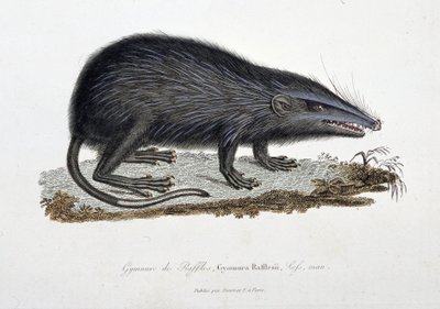Naturgeschichtliche Tafel: Zoologische Darstellung des Gymnure von Raffles, Gymnura Rafflesii, Lefs, Mann - in „Komplettwerke von Buffon“ von Naturforscher Georges Louis Leclerc, Graf von Buffon (1707 - 1788). Gravur von 1837 von Georges Louis Leclerc