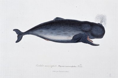 Naturgeschichtliche Tafel: Zoologische Darstellung des Pottwals, Physeter macrocephalus, Bonn - in „Werke von Buffon“ von Naturforscher Georges Louis Leclerc, Graf von Buffon (1707 - 1788). Gravur von 1837. von Georges Louis Leclerc