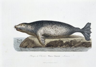 Naturgeschichtliche Tafel: Zoologische Tafel, die die Choris-Robbe, Phoca Chorisii, Lesson darstellt - in „Gesammelte Werke von Buffon“ von Naturforscher Georges Louis Leclerc, Graf von Buffon (1707 - 1788). Gravur von 1837 von Georges Louis Leclerc