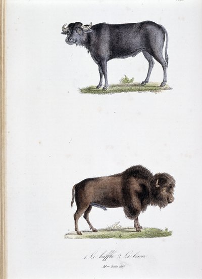 Naturgeschichtstafel: Zoologische Tafel, die 1. den Büffel und 2. den Bison darstellt - in „Gesammelte Werke von Buffon“ von Naturforscher Georges Louis Leclerc, Graf von Buffon (1707 - 1788). Gravur von 1837. von Georges Louis Leclerc