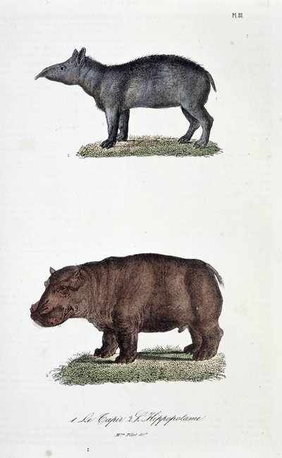 Naturgeschichtstafel: Zoologische Tafel, die 1. den Tapir und 2. das Flusspferd darstellt - in „Gesammelte Werke von Buffon“ von Naturforscher Georges Louis Leclerc, Graf von Buffon (1707 - 1788). Gravur von 1837. von Georges Louis Leclerc