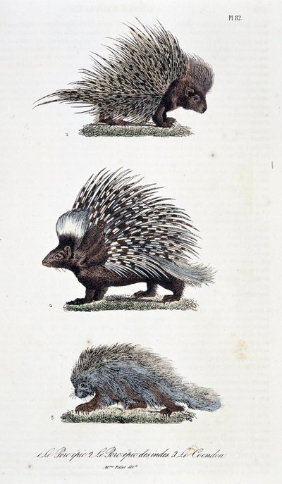 Naturgeschichtliche Tafel: Zoologische Darstellung 1. Das epische Schwein, 2. Das epische Schwein von Indien und 3. Le Coendou - in „Komplettwerke von Buffon“ von Naturforscher Georges Louis Leclerc, Graf von Buffon (1707 - 1788). Gravur von 1837 von Georges Louis Leclerc