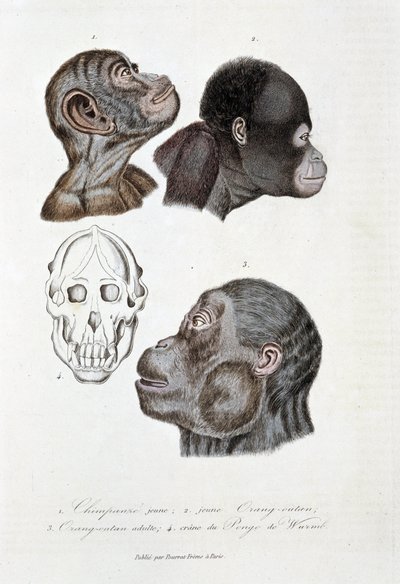 Naturgeschichtstafel: Zoologische Tafel, die 1. jungen Schimpansen; 2. jungen Orang-Utan (Orang-Utan, Orang-Outang, Orang-Utang); 3. erwachsenen Orang-Utan; 4. Schädel des Pongo de Wurmb darstellt - in „Complete Works of Buffon“ von Naturforscher Georges L von Georges Louis Leclerc