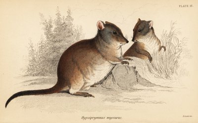 Langnasen-Kängururatte, Potorous tridactylus tridactylus von Georges Robert Waterhouse