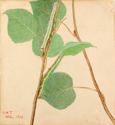 "Spiegel-Rückseite" Raupe, Studie für das Buch Tarnfärbung im Tierreich von Gerald H. Thayer