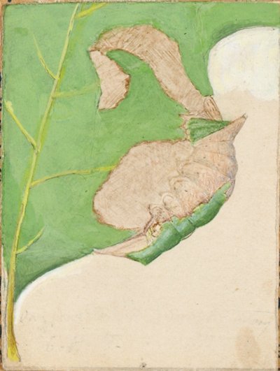 Eichenblatt-Randraupe, Studie für das Buch 