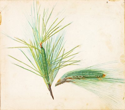 Kiefernbusch-Raupe, Studie für das Buch Tarnfarben im Tierreich von Gerald H. Thayer