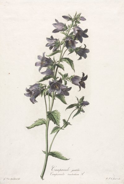 Blumen nach der Natur gezeichnet: Glockenblume von Gerard van Spaendonck