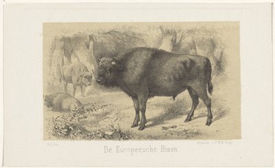 Europäischer Bison von Gerardus Johannes Bos