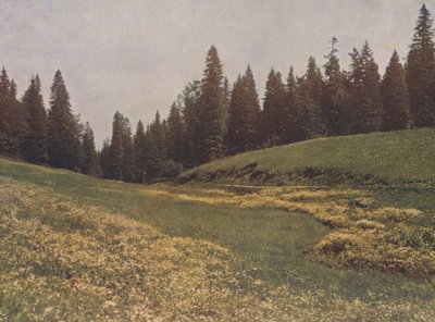 Wiese auf dem Feldberg, Schwarzwald, Deutschland von German Photographer