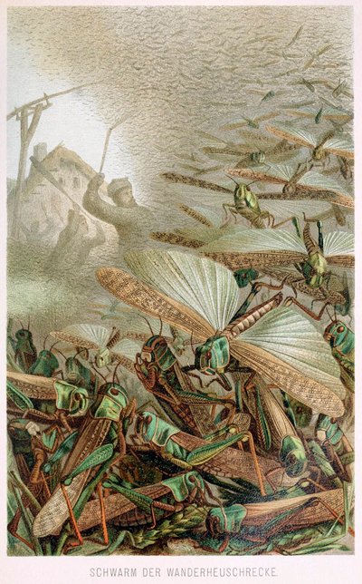 Ein Schwarm Heuschrecken, aus Brehms Tierleben, veröffentlicht in den 1860er Jahren, Farblithographie, 1860 von German School
