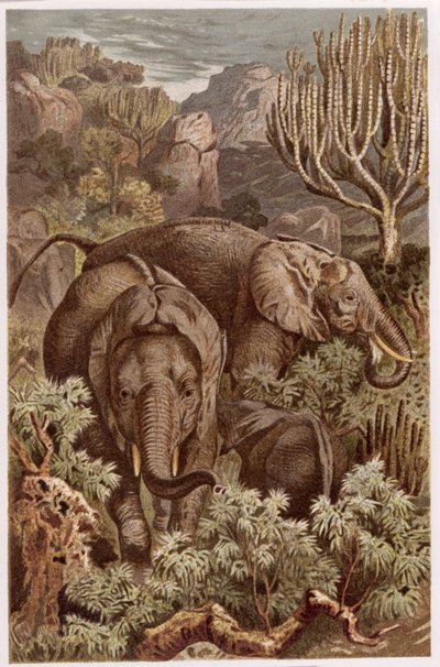 Afrikanischer Elefant, Tafel aus Brehms Tierleben: Allgemeine Kunde des Tierreichs, Bd. 3, S. 9, veröffentlicht vom Bibliographischen Institut, 1891 von German School