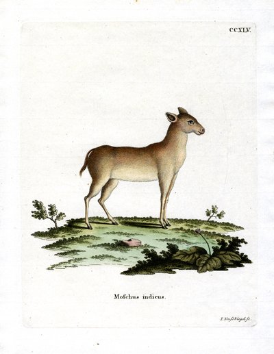 Alpiner Moschustier von German School