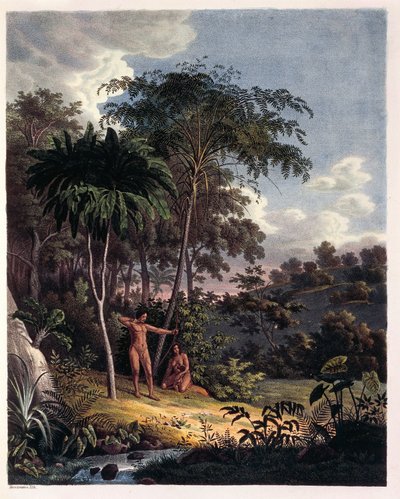 Alsophila, Wasserfarne im Amazonas, Tafel XXVIII aus 