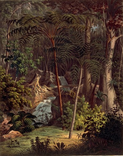 Amazonas-Regenwald, Tafel XXVII aus 