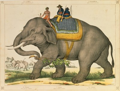 Ein Elefant wird verwendet, um seine eigenen zu jagen, illustriertes Flugblatt veröffentlicht von Joseph Scholz, Mainz, ca. 1860 von German School