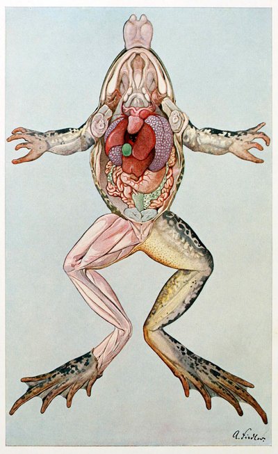 Anatomischer Querschnitt eines weiblichen Frosches, aus Brehms Tierleben, veröffentlicht in den 1860er Jahren von German School