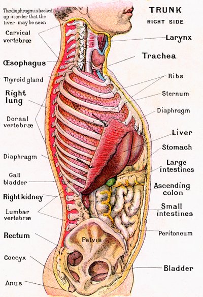 Anatomische Ansicht des menschlichen Torsos von German School