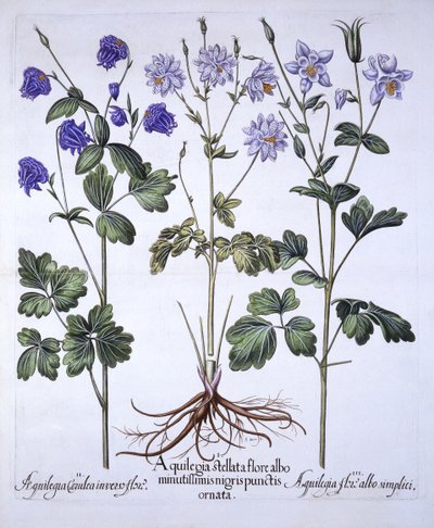 Akelei, aus Hortus Eystettensis, von Basil Besler, 1613 von German School