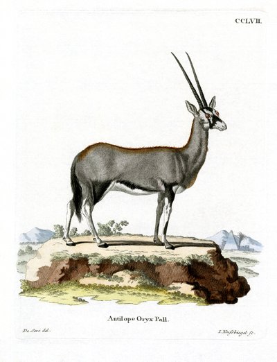 Arabische Oryx von German School
