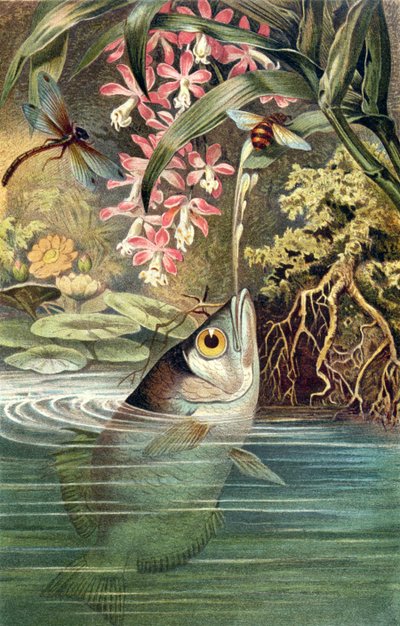Schützenfisch, Tafel aus Brehms Tierleben: Allgemeine Kunde des Tierreichs, Bd. 8, S. 49, veröffentlicht vom Bibliographischen Institut, 1892 von German School