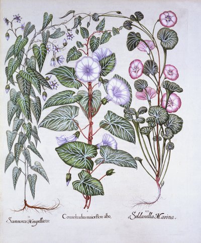 Winde, Hundsgift und Meereswinde, aus Hortus Eystettensis, von Basil Besler, 1613 von German School