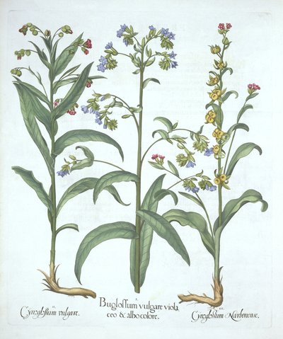 Blauer Ochsenzunge und zwei Arten von Hundszunge, aus Hortus Eystettensis, von Basil Besler (1561-1629), veröffentlicht 1613 von German School