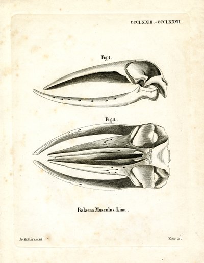 Schädel des Blauwals (farbige Gravur) von German School